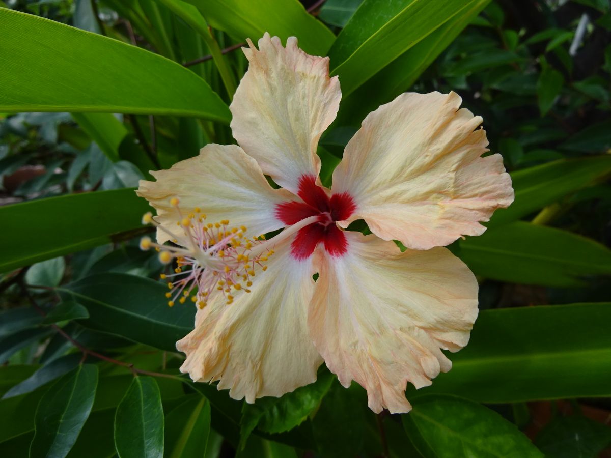 今年の初開花は・・・