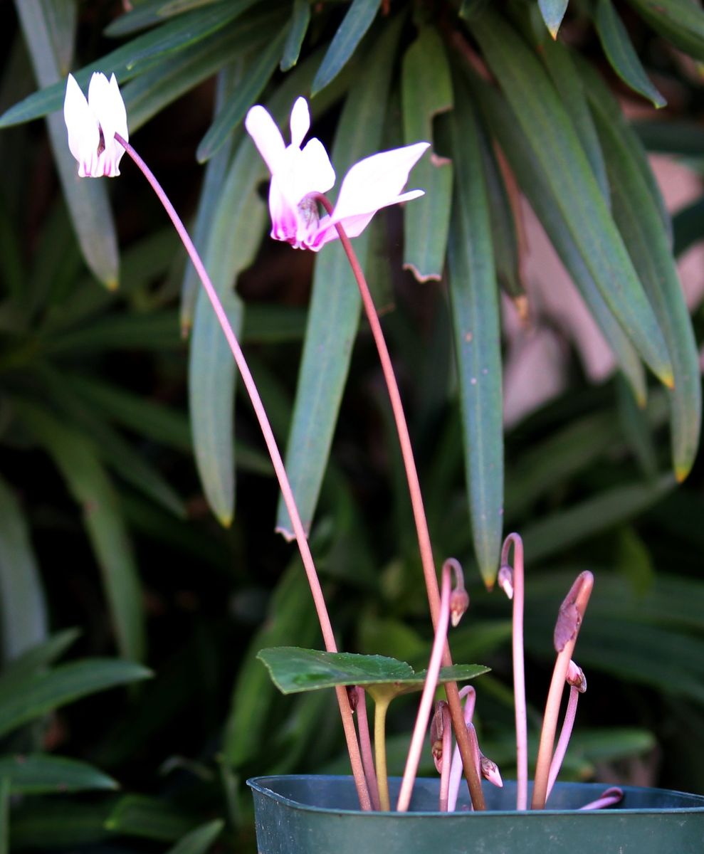 ベトナム椿に花芽がついた