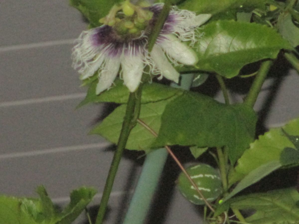 夕闇のパッションフルーツ開花。