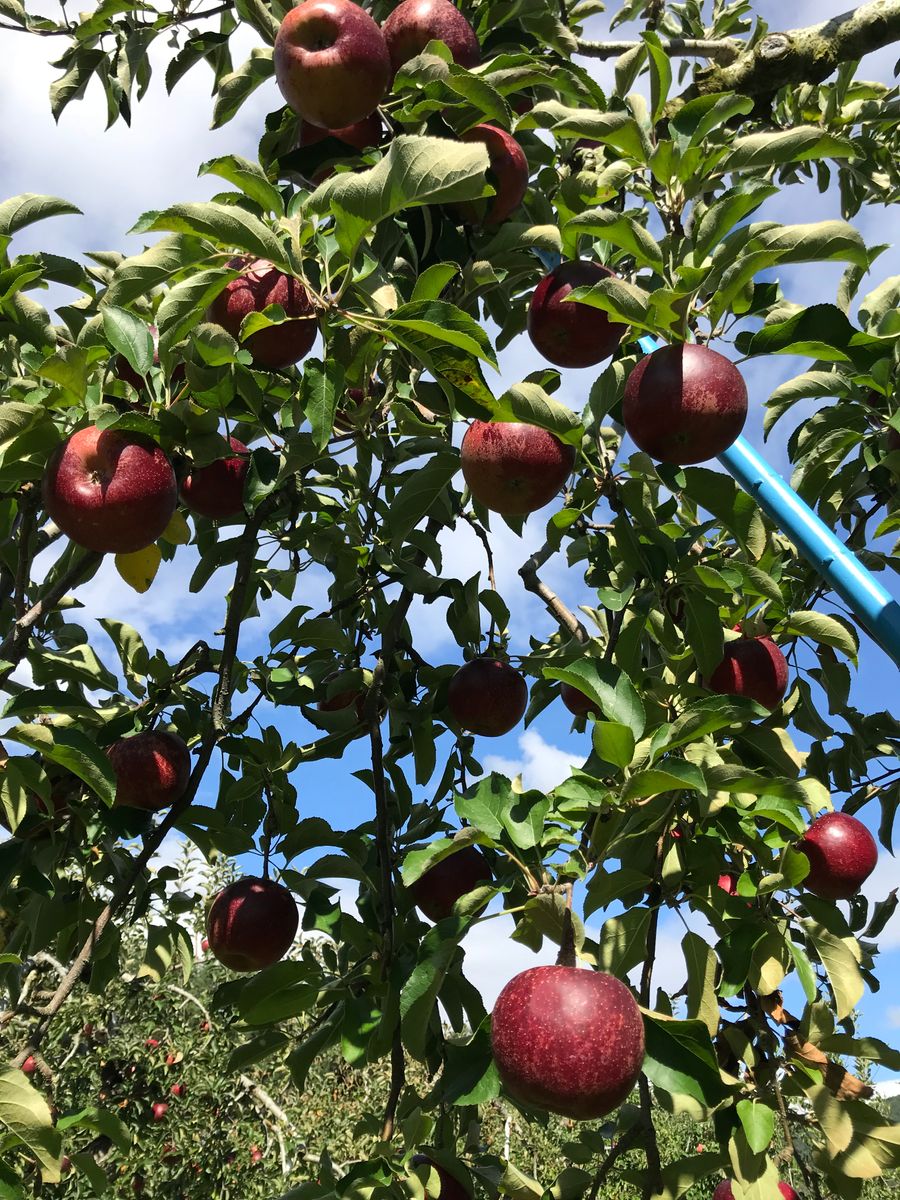 群馬県で、りんご狩り🍎〜