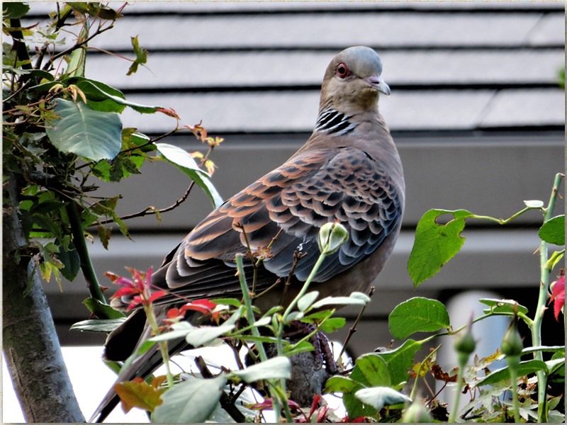 🐦キジバト🐦が飛来