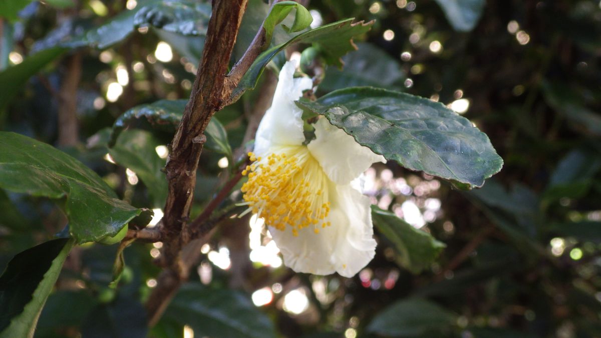 菊とお茶の花