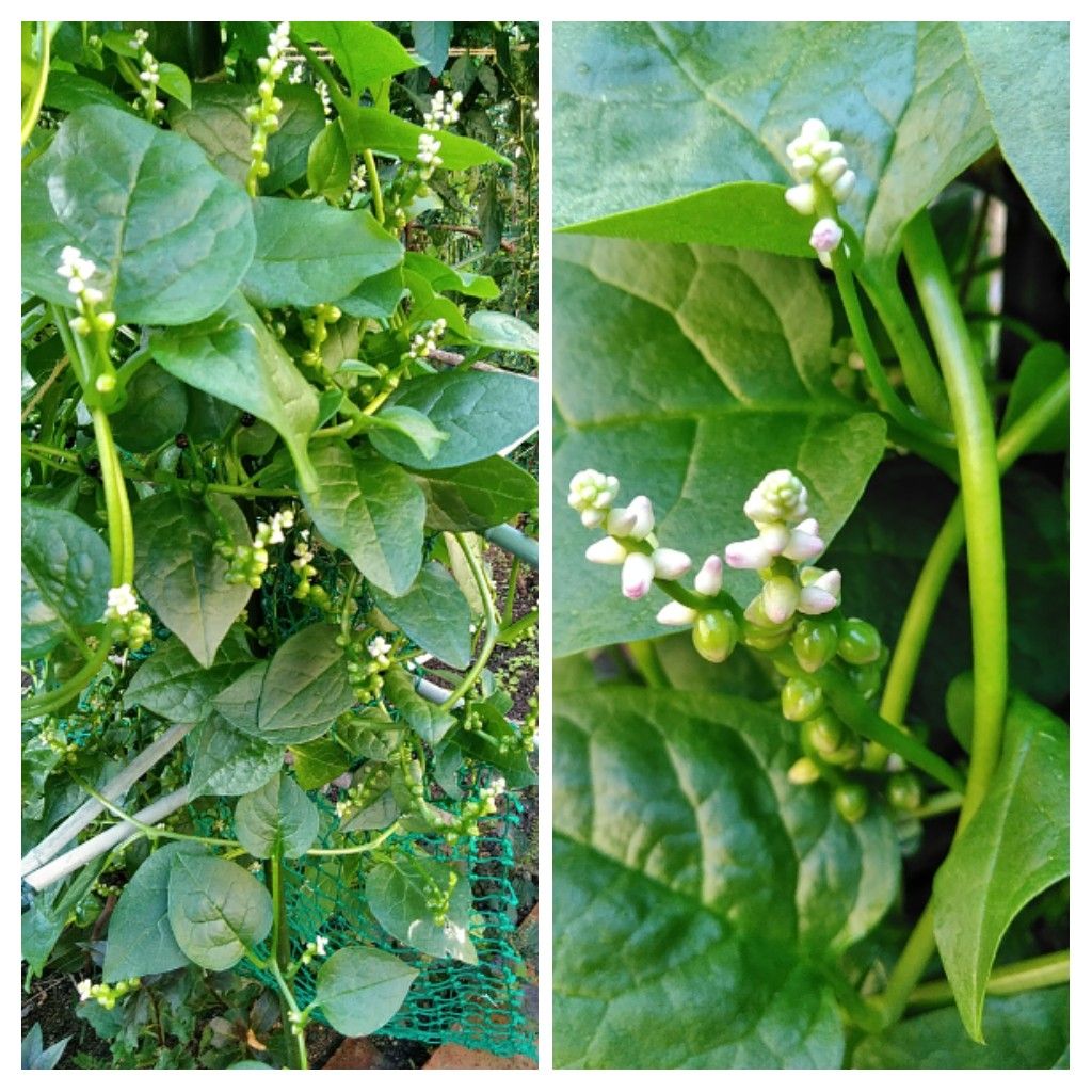 メキシコ花ヤナギと葉牡丹。