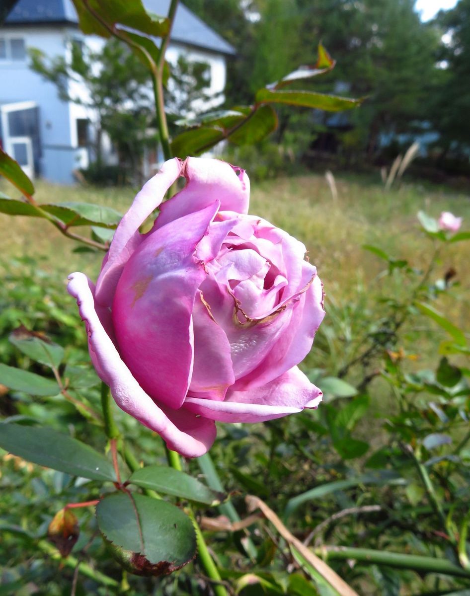 今日の花　('18.10.9)