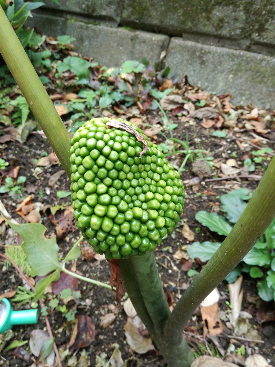 ムサシアブミ🌿