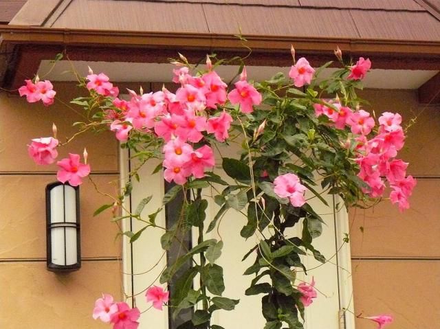 玄関を飾るマンデビラの芽吹き