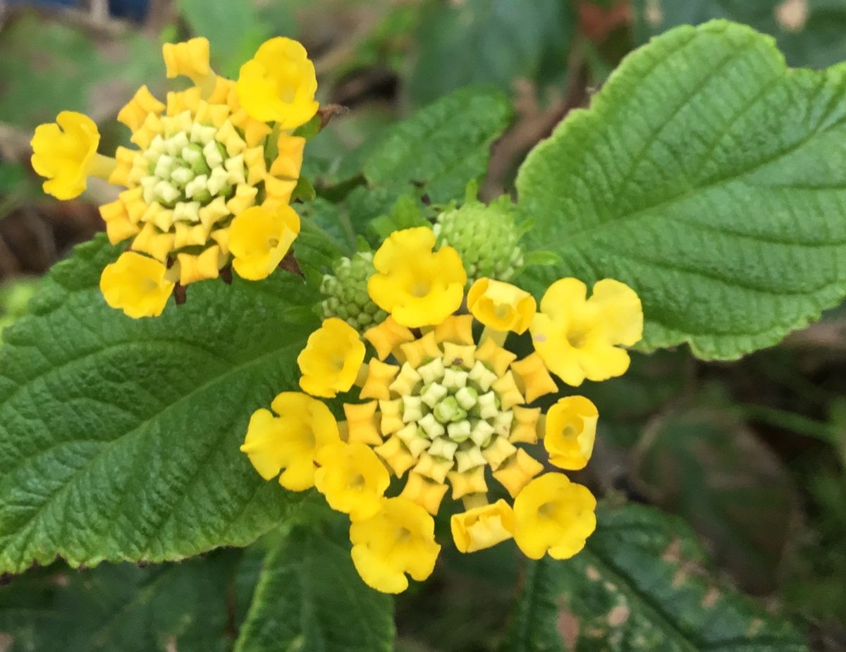 今日の朝の花追加💐