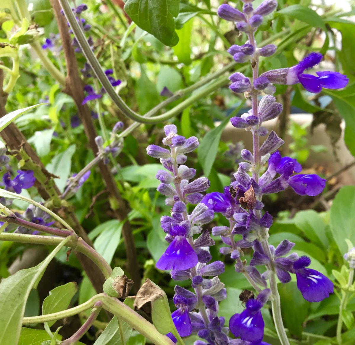 今日の朝の花追加💐