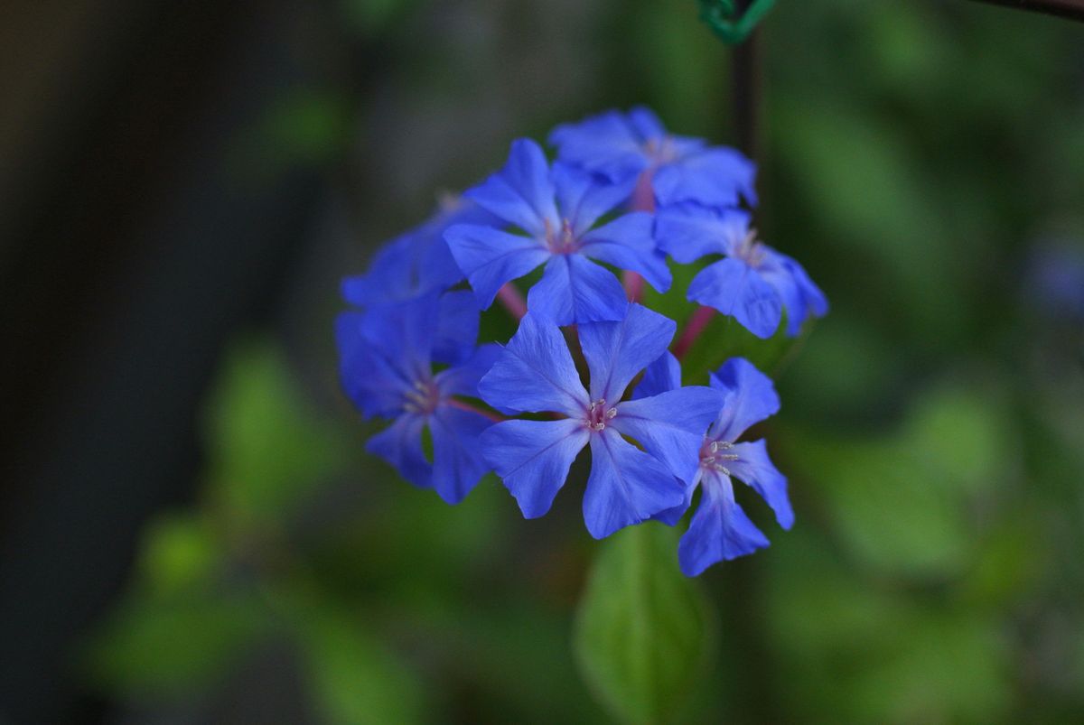 今日の花便り。(18/10/11) (^_^)v