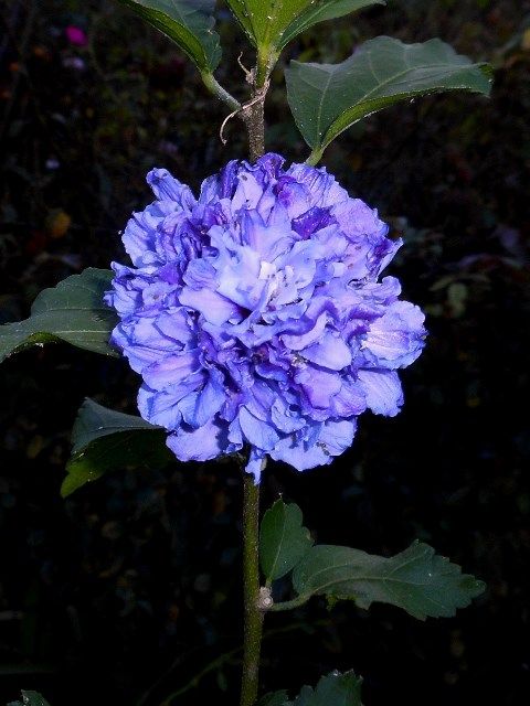 今朝の庭より･･･紫玉