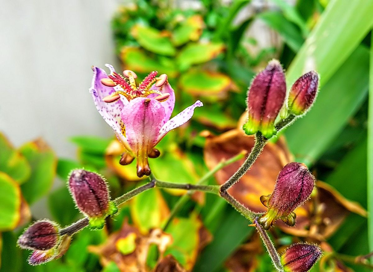 山野草の枯枝に花が😱