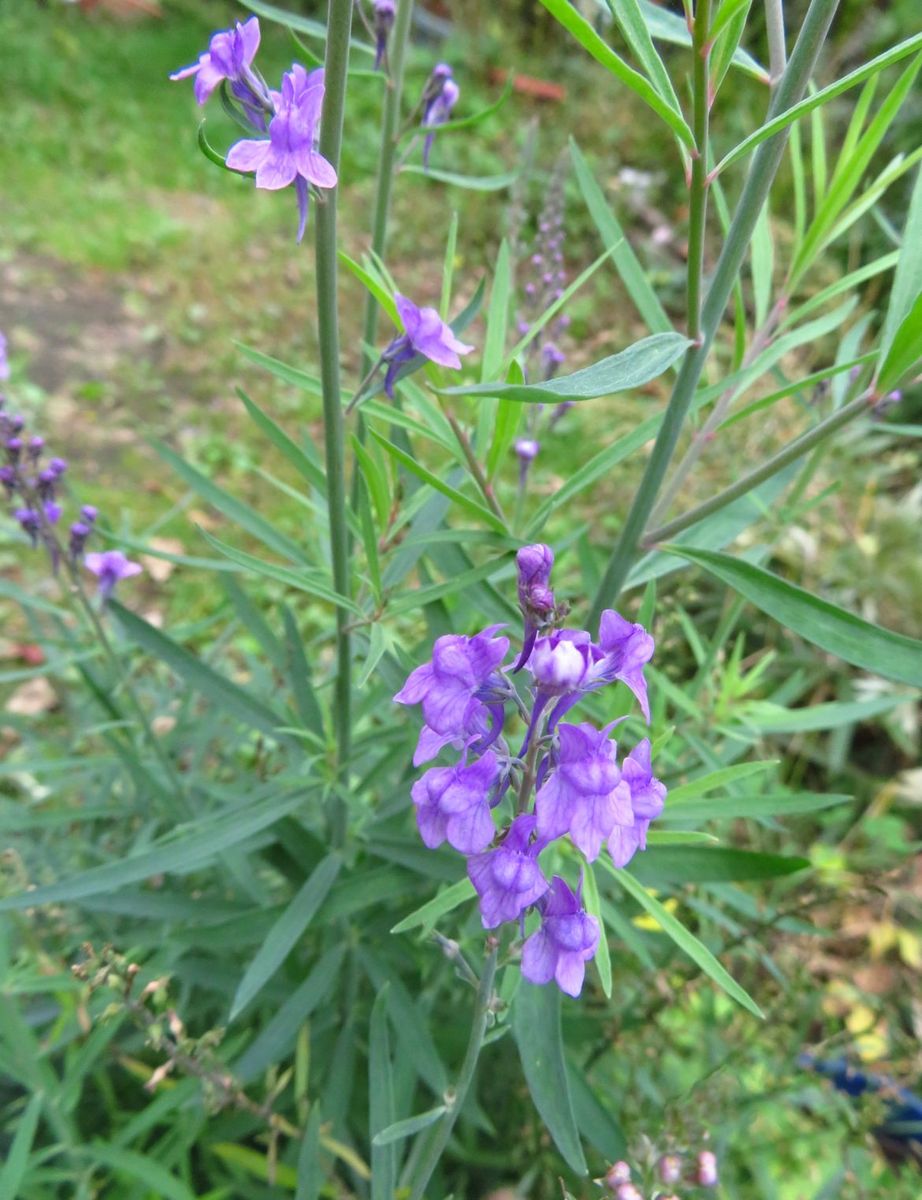 今日の花　('18.10.15)