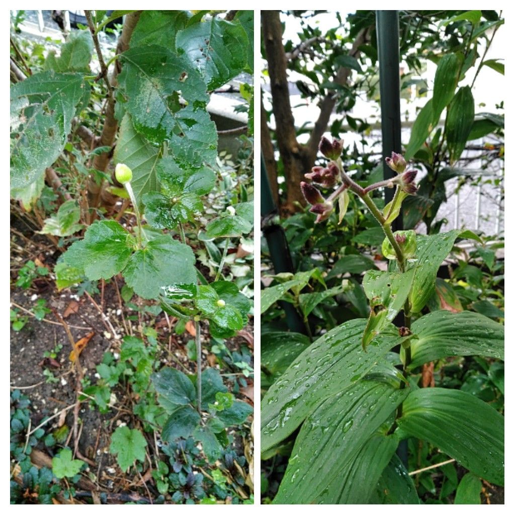 菊の蕾、まだまだ❗