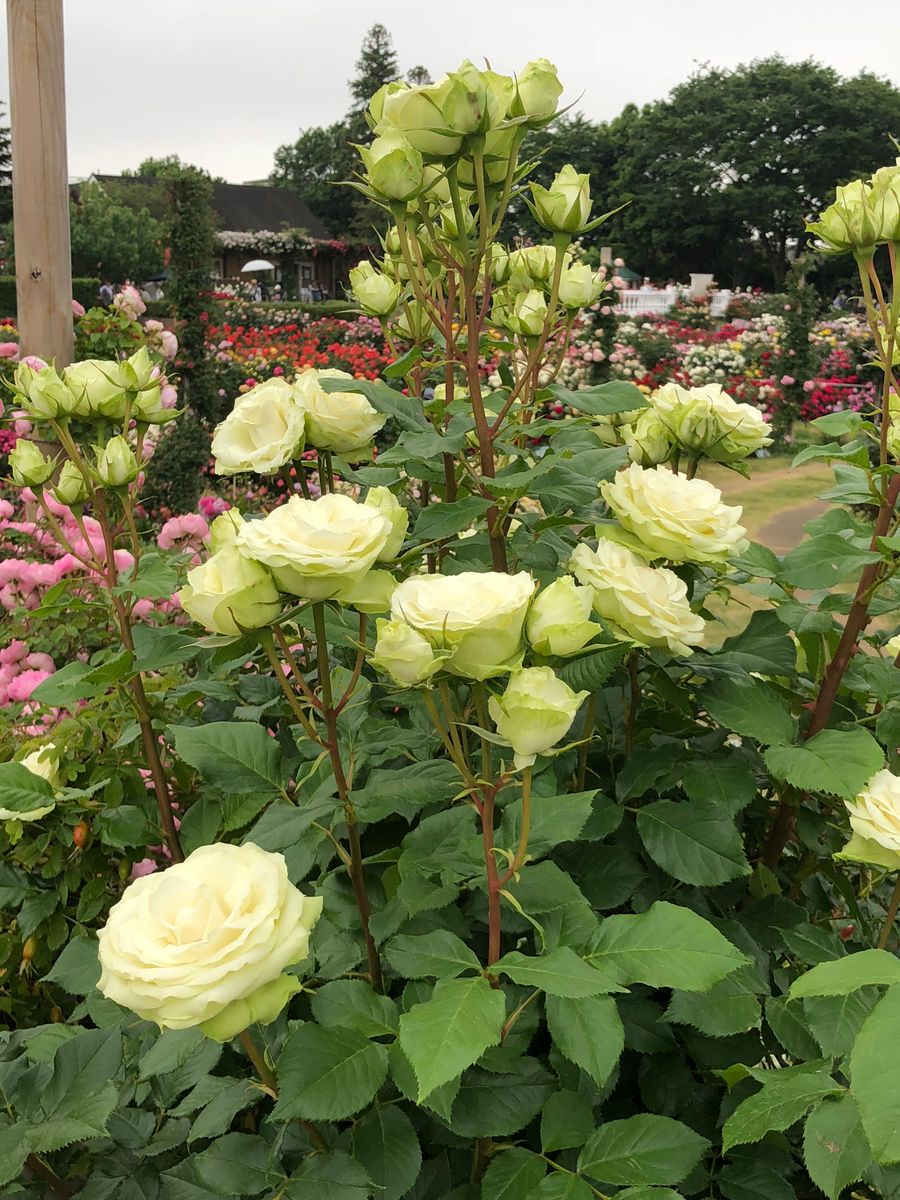 今更ながらですが、薔薇って綺麗ですね🌹