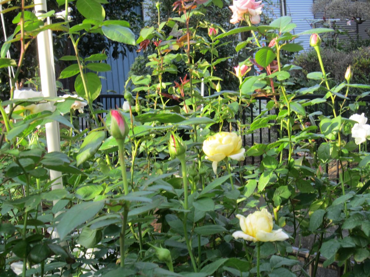 今日の薔薇たちの様子！！⑥