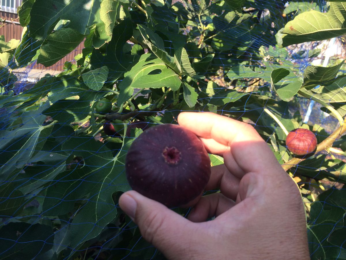 今年の梨🍐  あと少しで無し