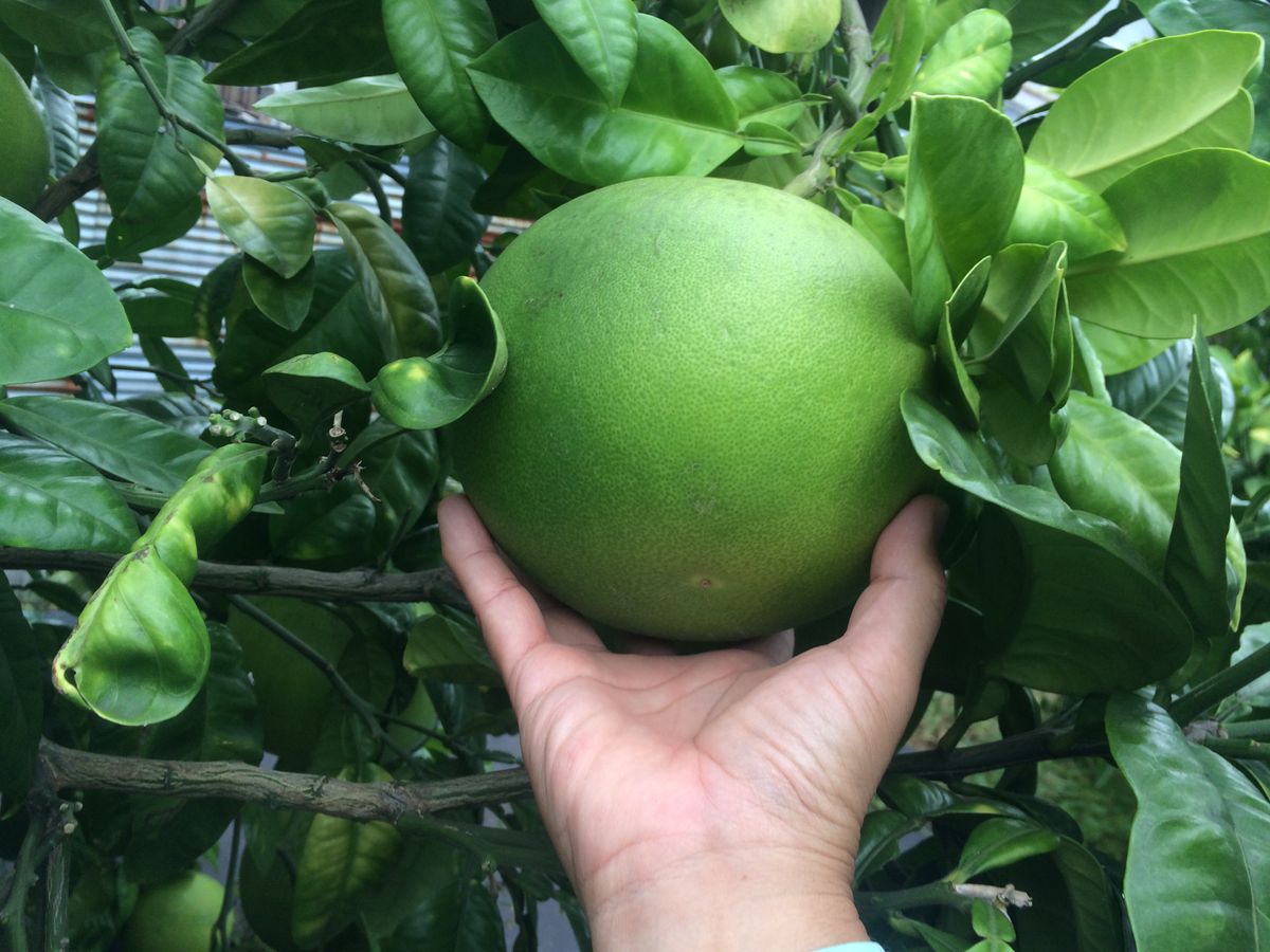 今年の梨🍐  あと少しで無し