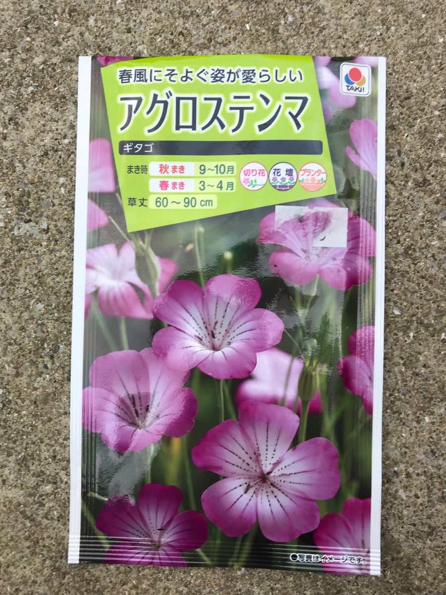 背の高いお花を植えました。