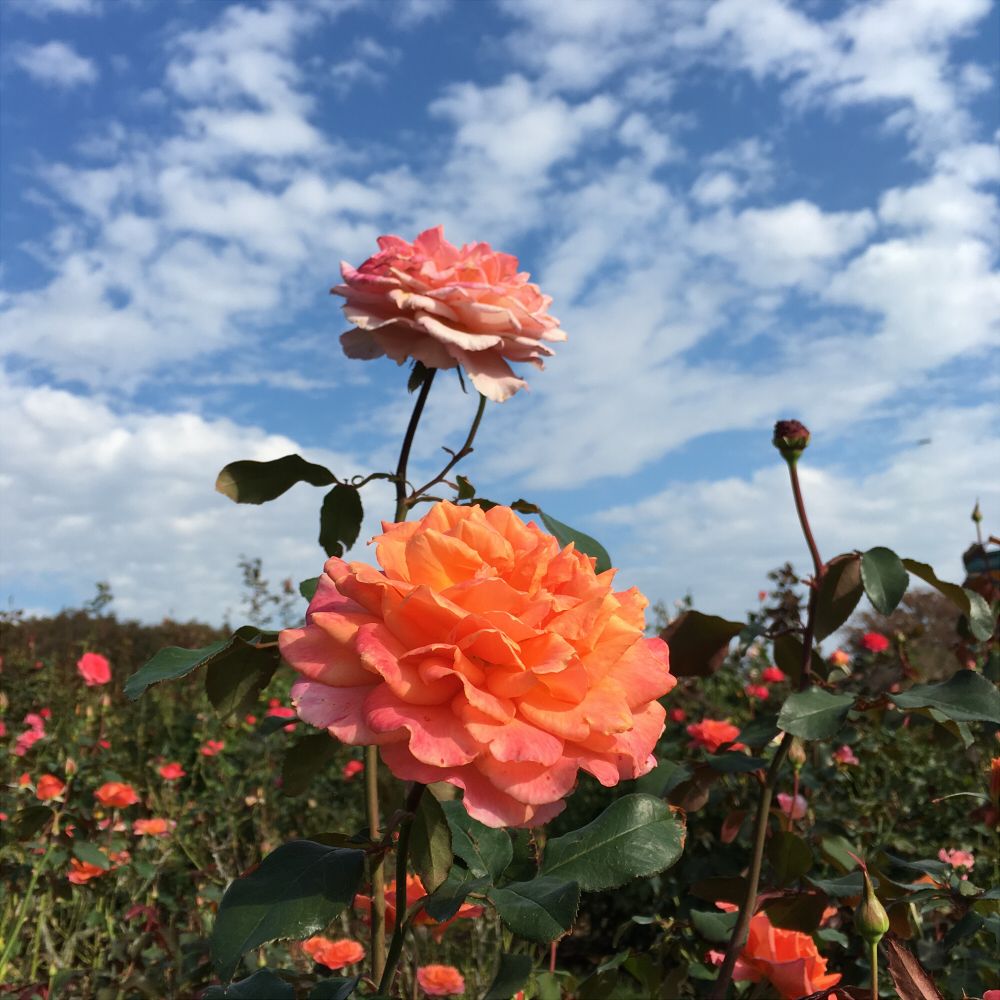 京成バラ園に行ってきました(`･ω･´)