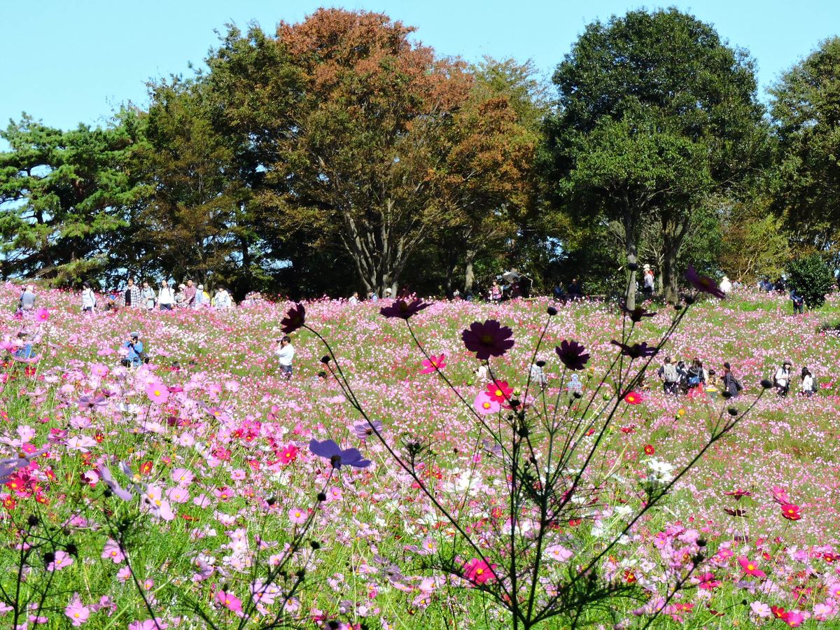 行楽日和～昭和記念公園