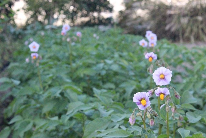 じゃがいもの花