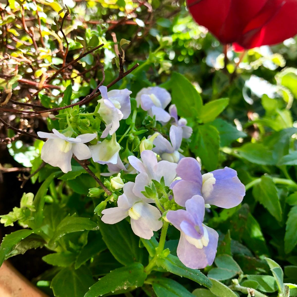 小花たちの秋