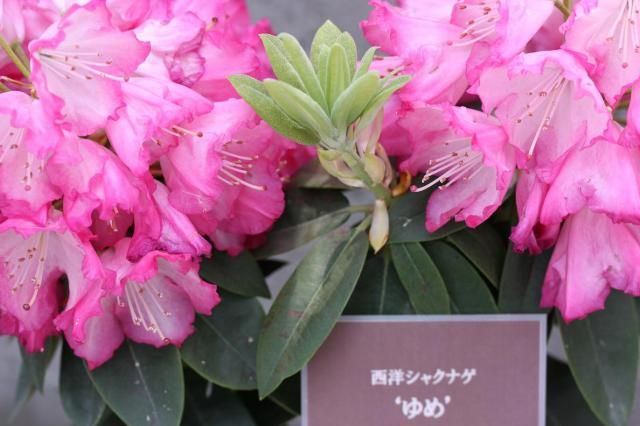 「新潟県立植物園…「シャクナゲ・ツツジ展」