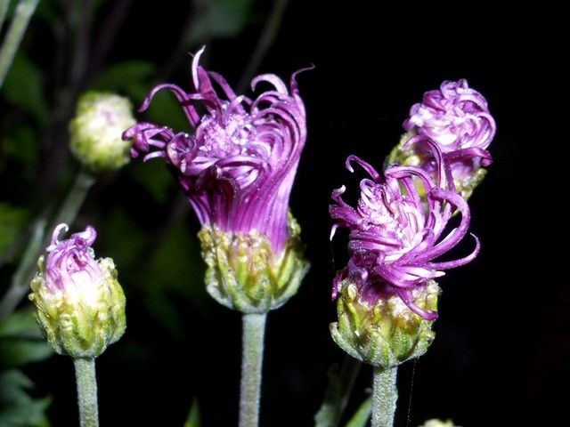 今朝の古典菊