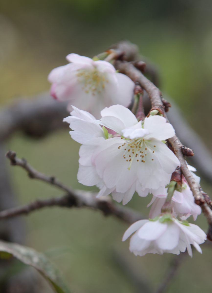 １０月桜(^^♪