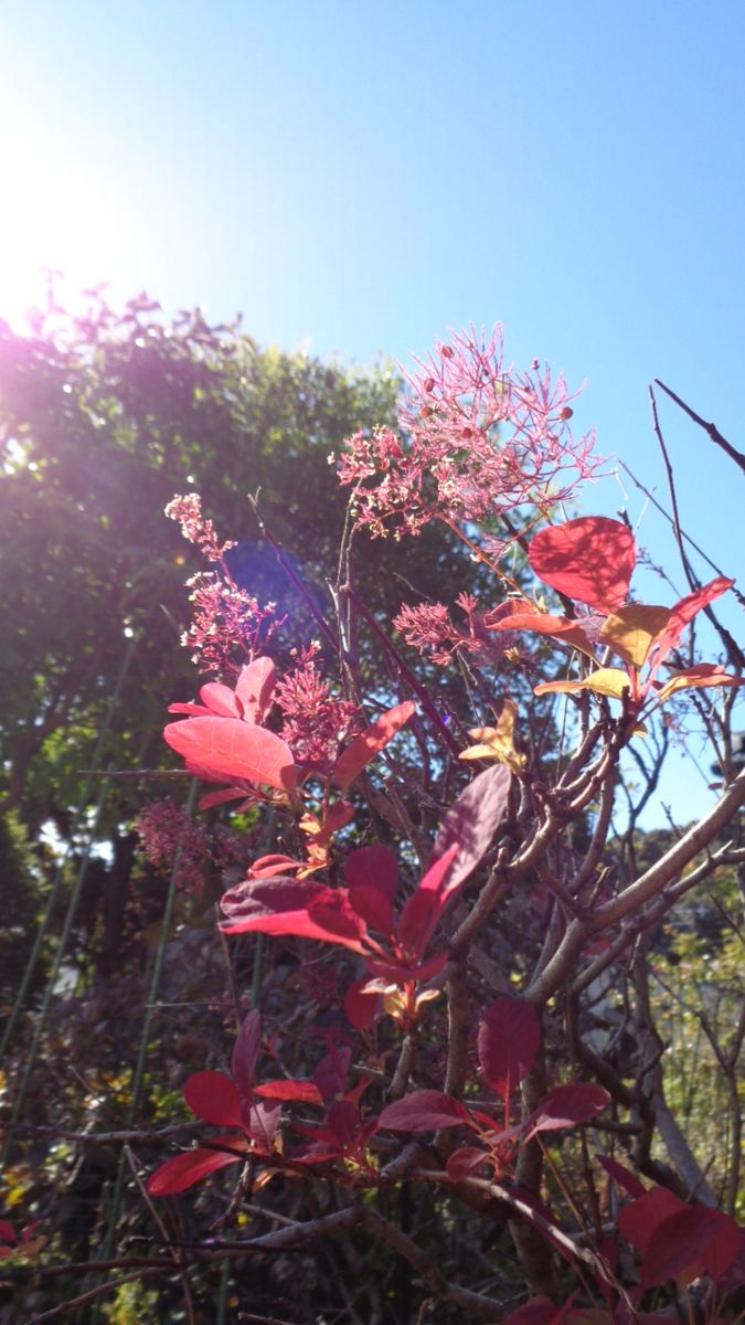 庭の紅葉