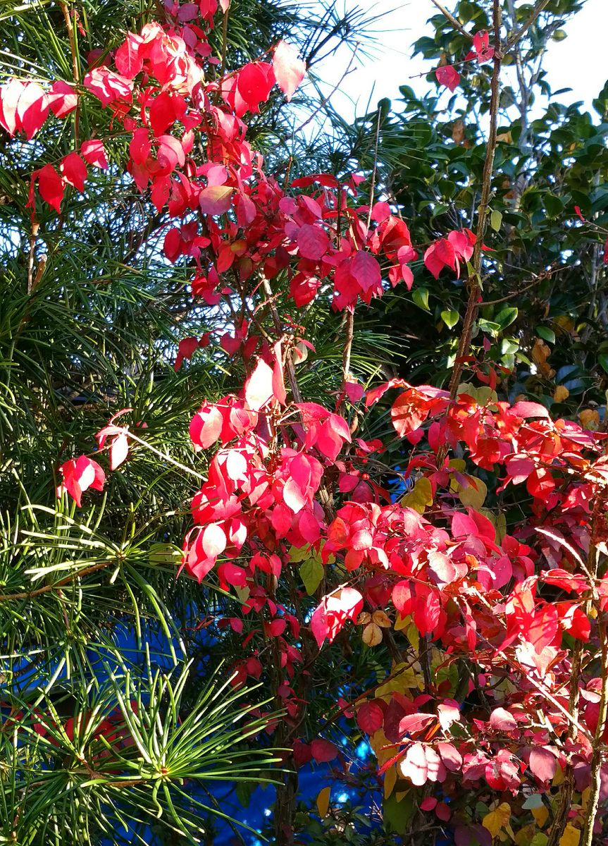 🍁里の紅葉🍁