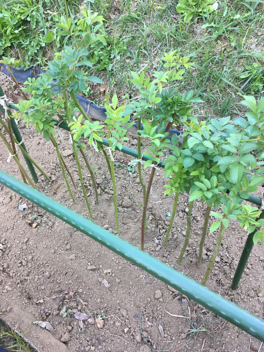 昨日は、生田緑地バラ園へ