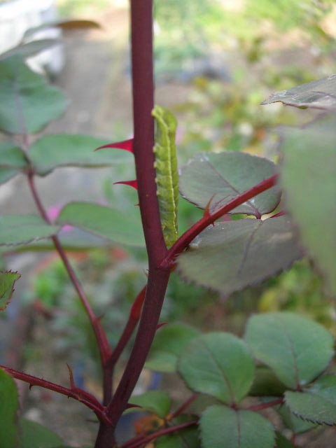 薔薇が大変だ～