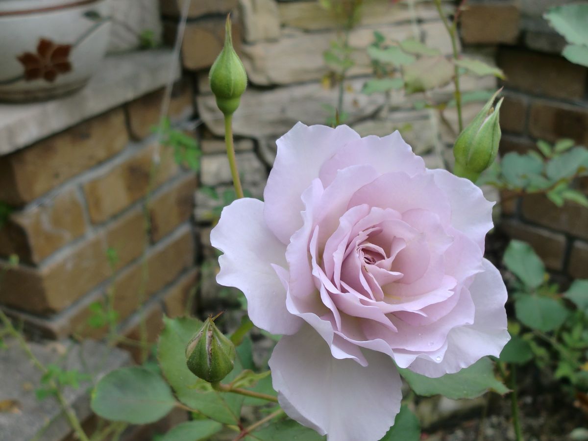 花壇の植え替え