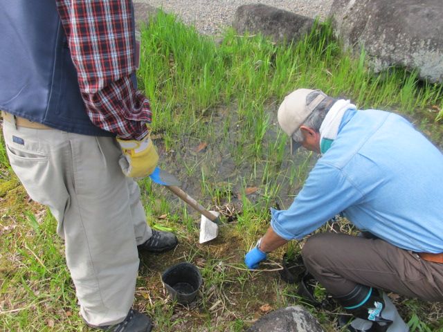 山野草ボランティア