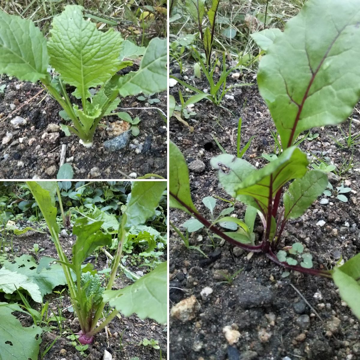 野菜の育ちが遅い気がする…