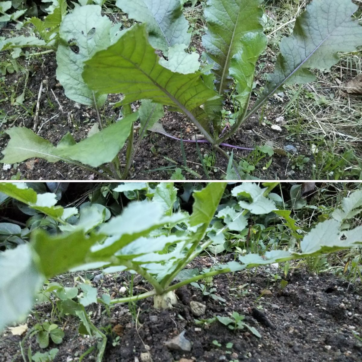 野菜の育ちが遅い気がする…