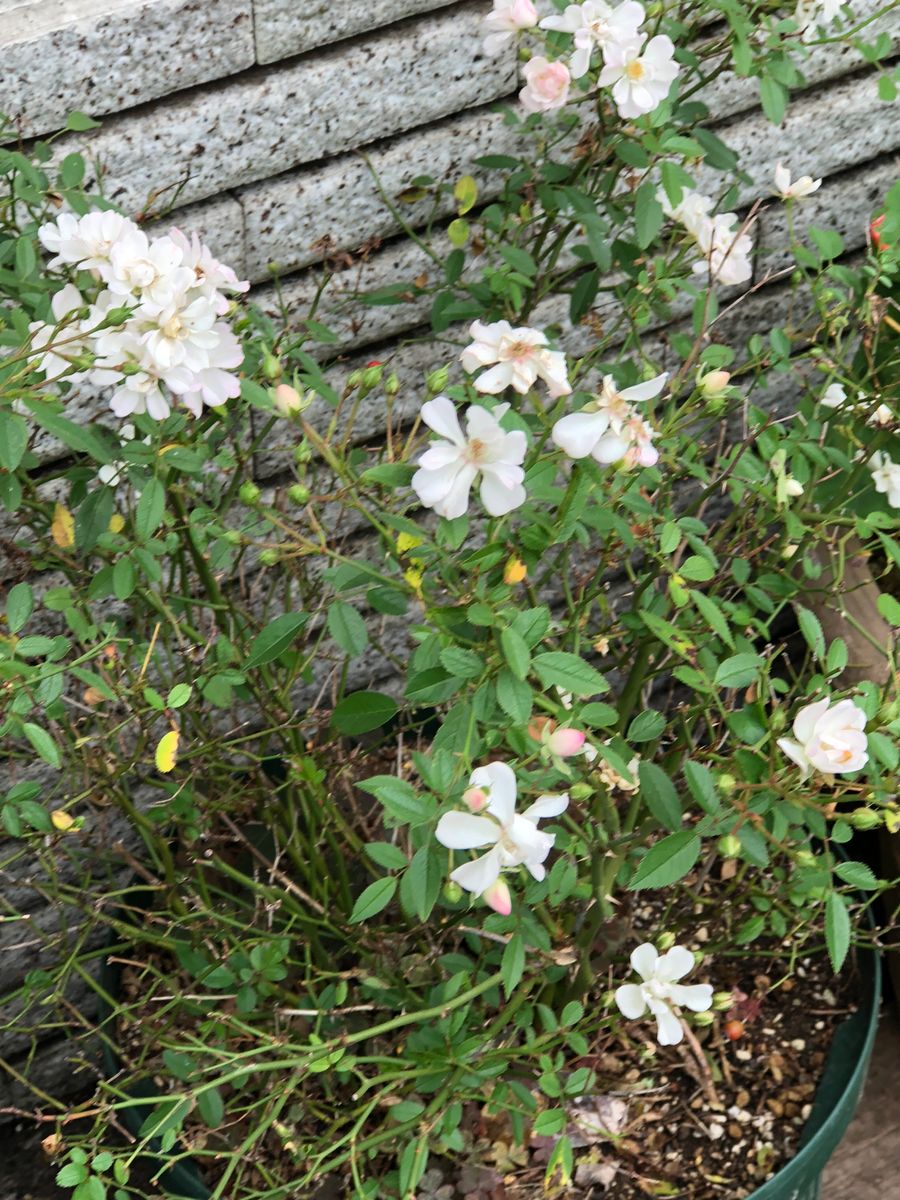 お隣の山茶花の花