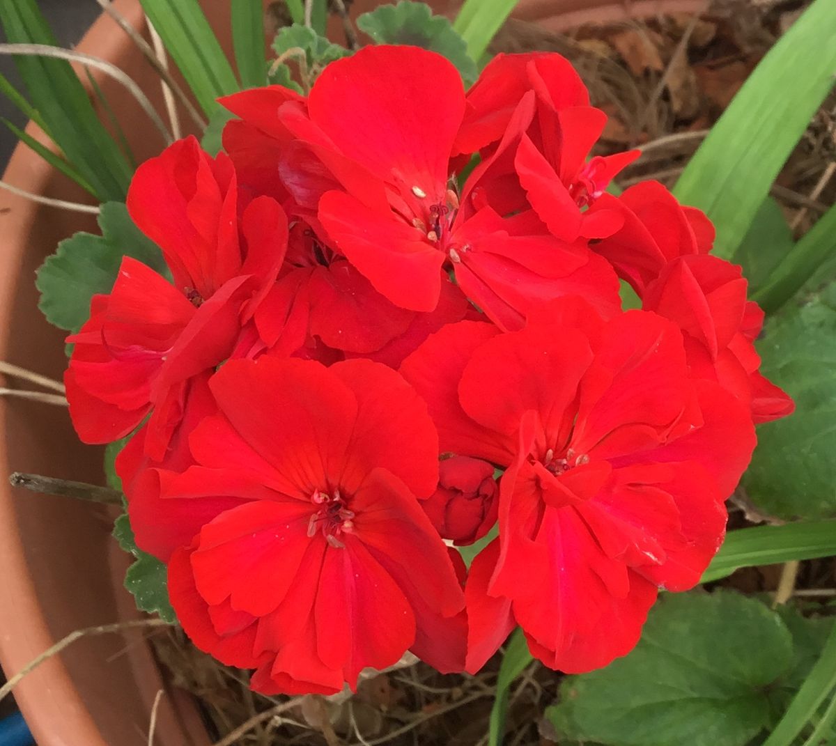 夏バテのゼラニウムが元気になって来ました🌸