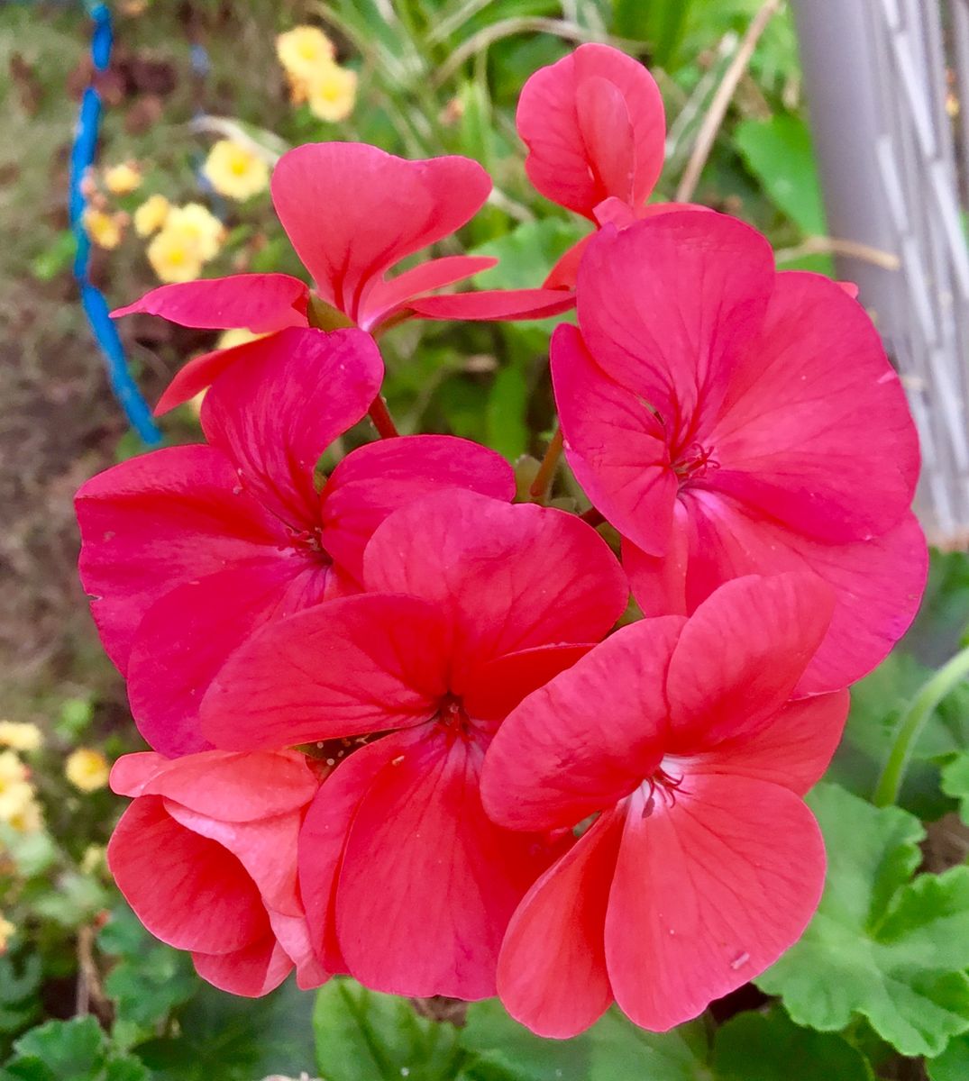 夏バテのゼラニウムが元気になって来ました🌸