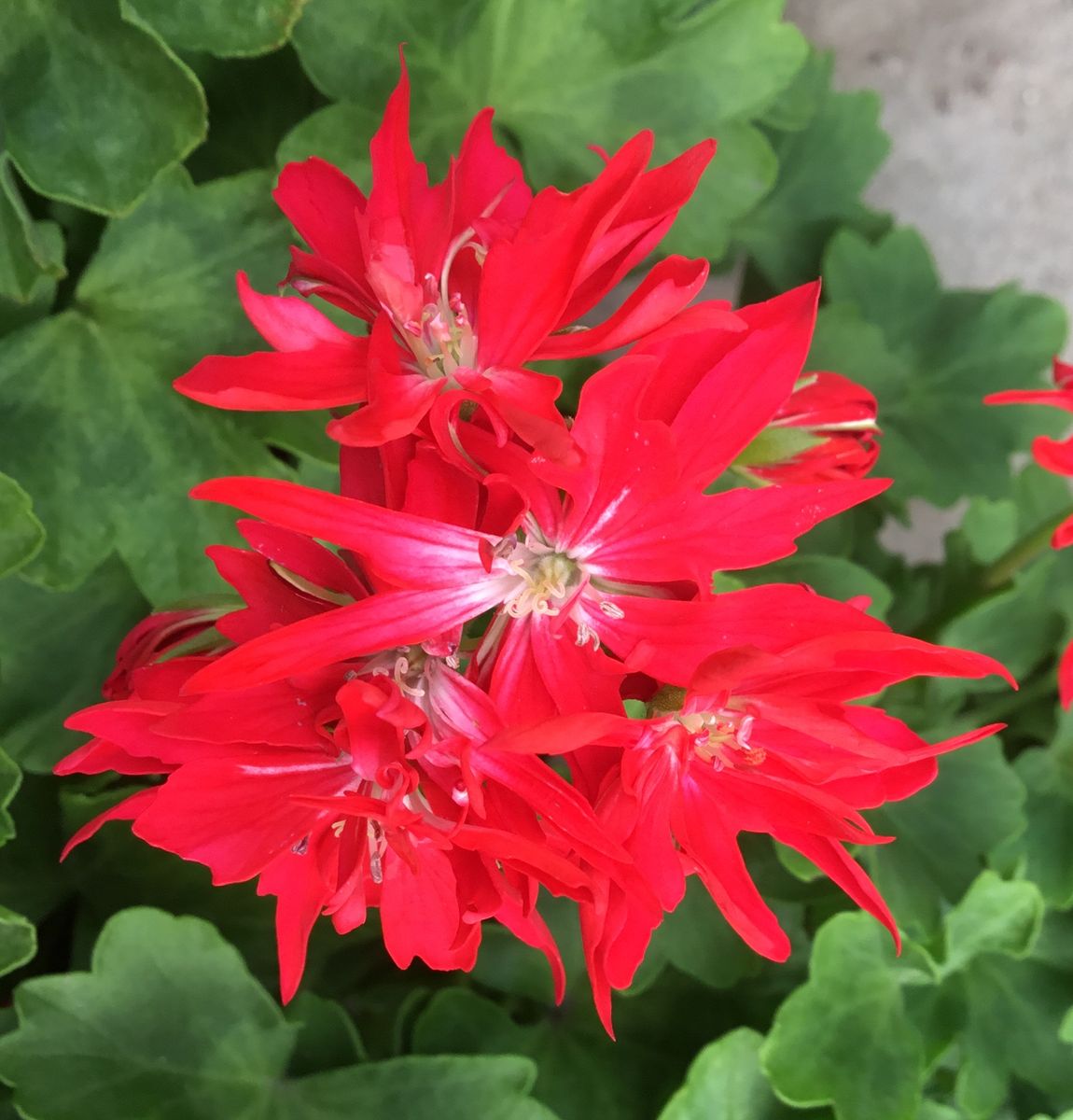 夏バテのゼラニウムが元気になって来ました🌸