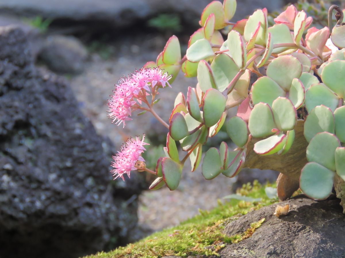 苔庭・貝殻に咲くミセバヤ