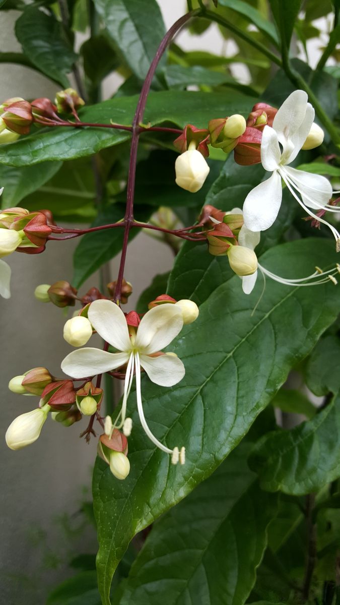 ふくおかルーバルガーデン2～秋の庭便り🍁クラリンドウが白い花を咲かせて💠
