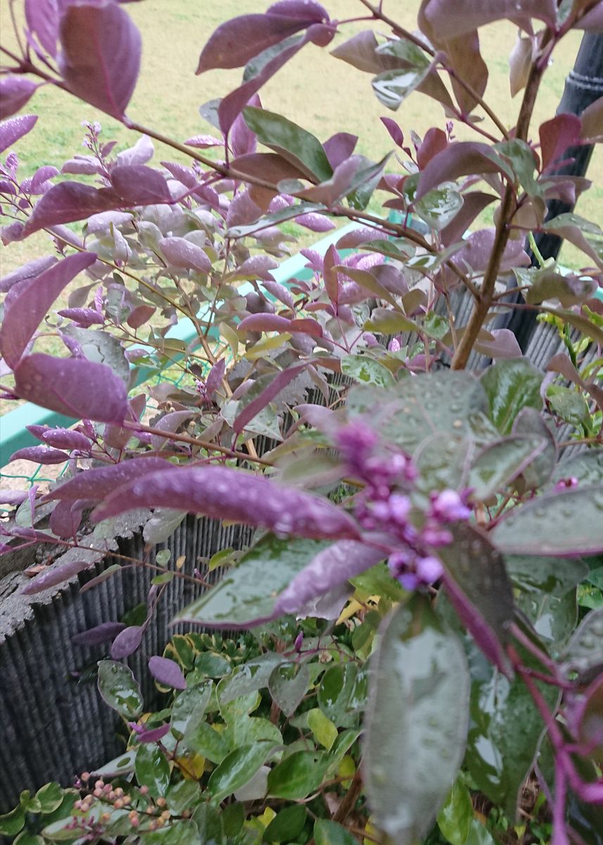 雨のお庭から～