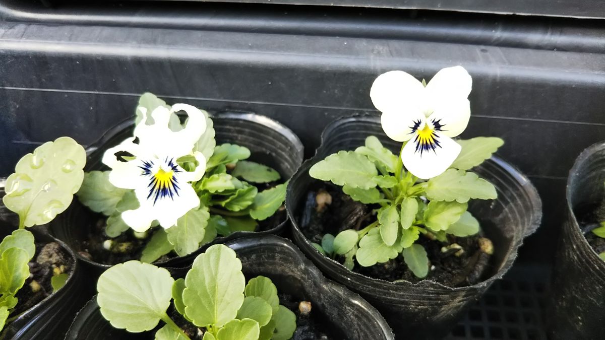 チューリップを植え込みました🌷