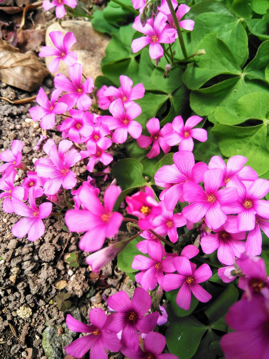 小花がモリモリ〜💞