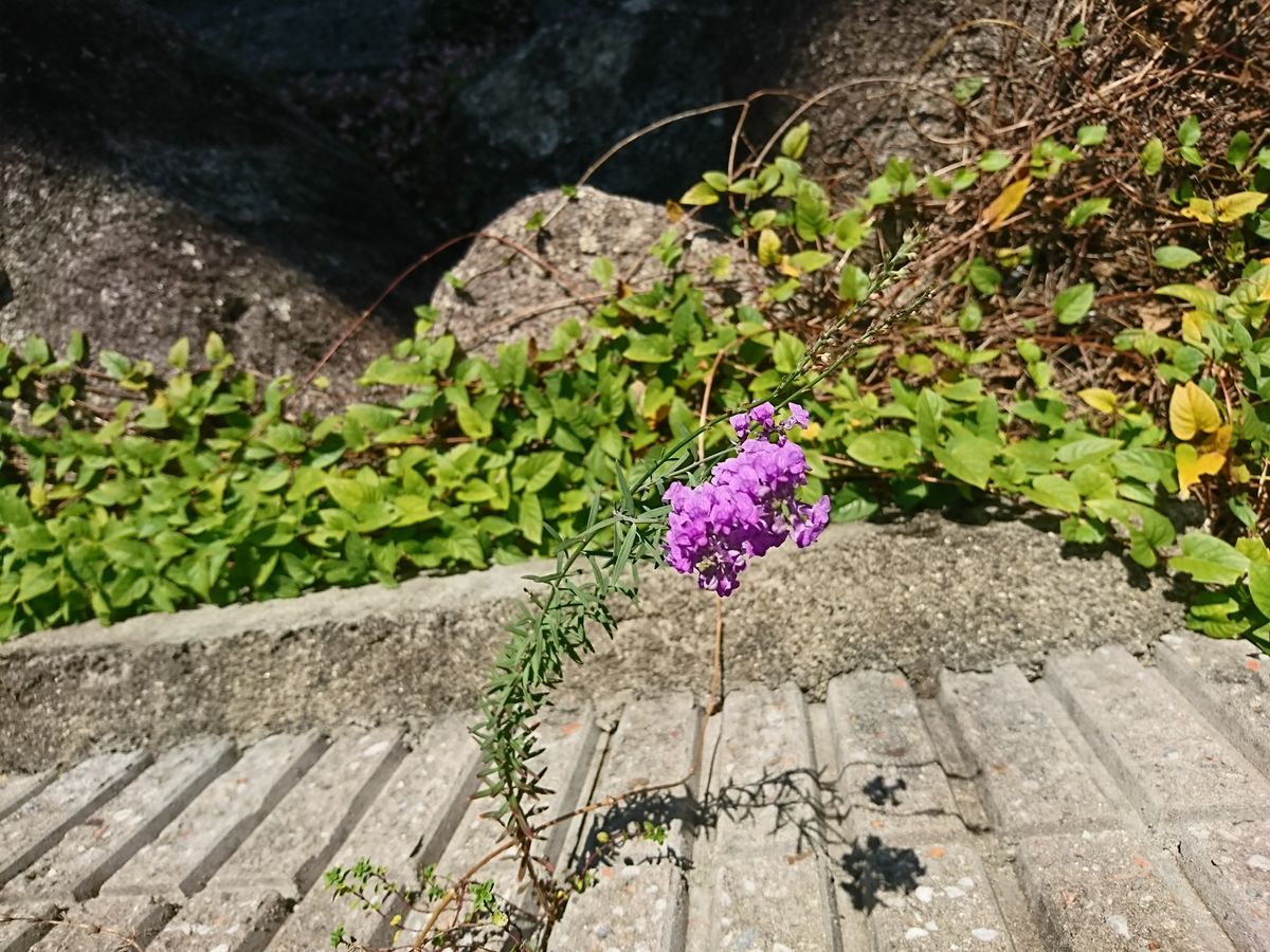 今日のお花はなぁにかな。