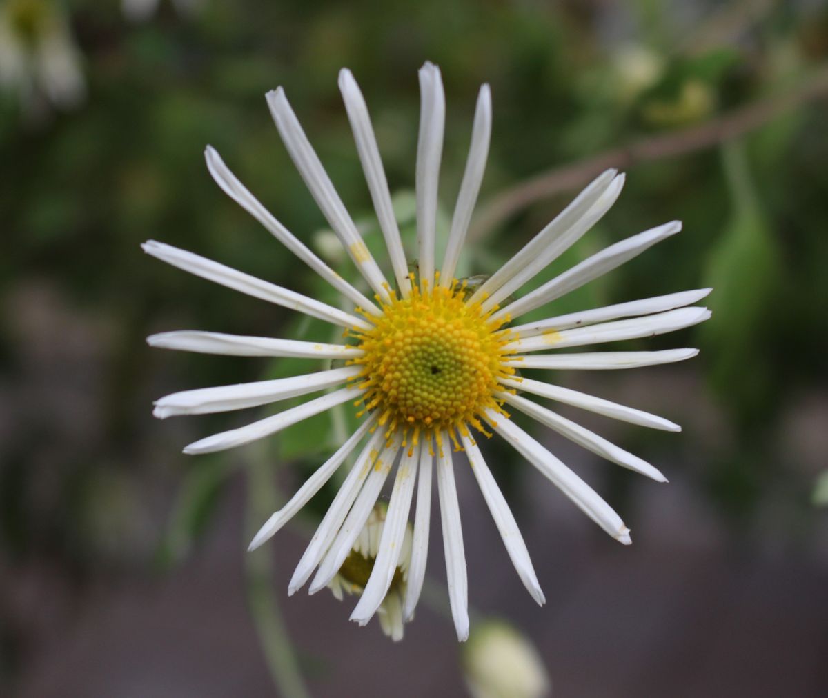 秋を彩る花