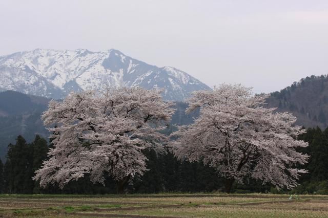 １００ｋの花旅と、TVの力はスゴイ！