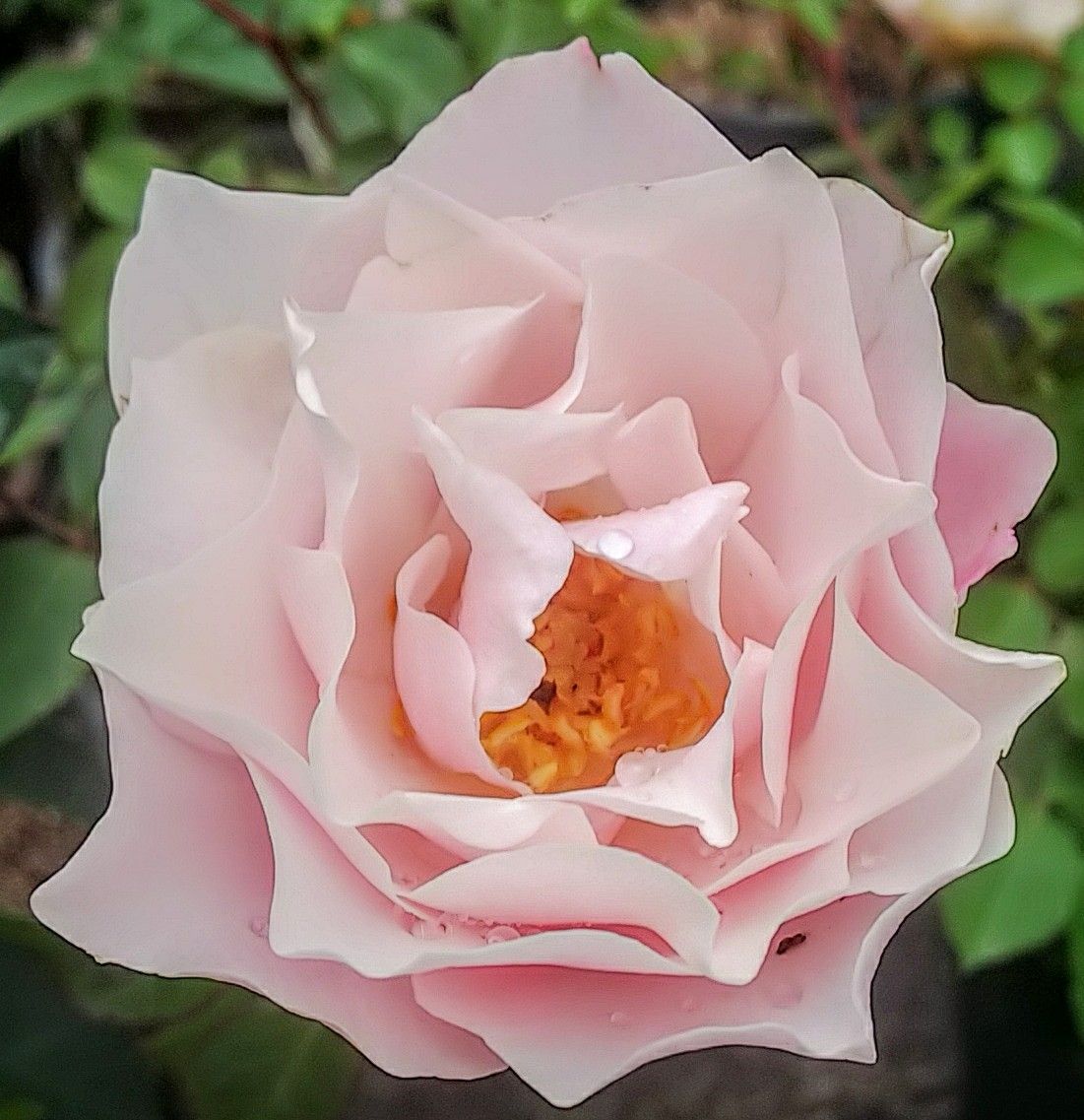 2つの薔薇🌹の開花